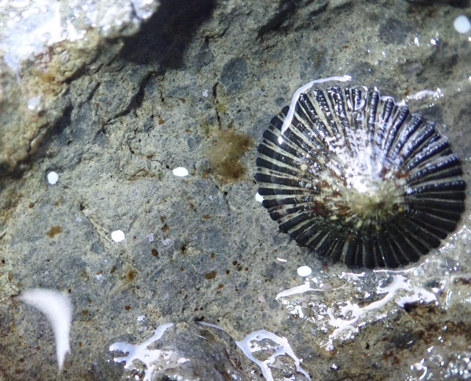 A show poster for Kellar